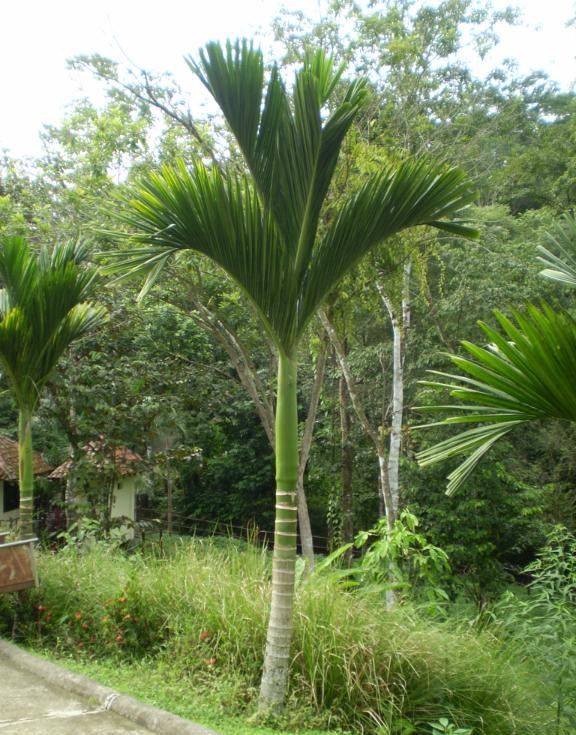 Areca catechu